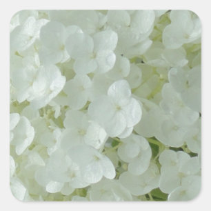 White Hydrangea Petals Fyrkantigt Klistermärke