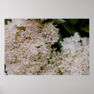 WHITE HYDRANGEAS I BLOOM POSTER