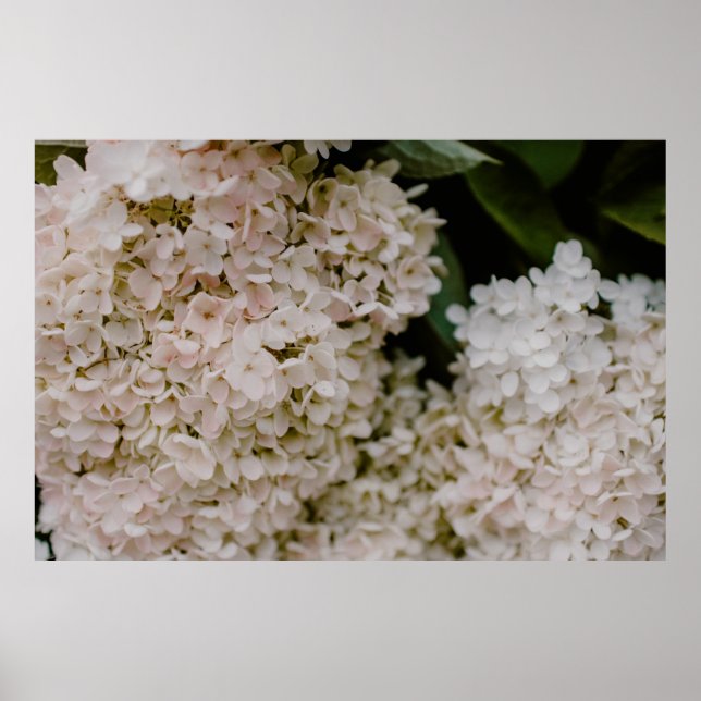 WHITE HYDRANGEAS I BLOOM POSTER (Framsidan)
