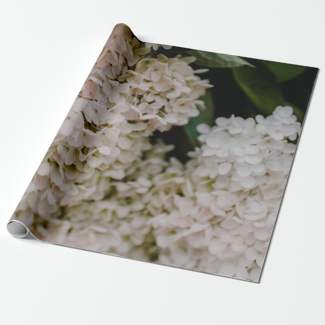 WHITE HYDRANGEAS I BLOOM PRESENTPAPPER (Utrullad)