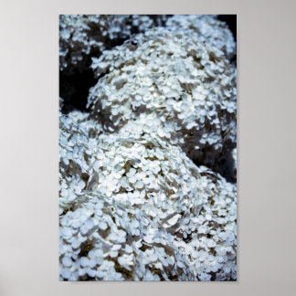 White Hydrangeas i Polen Poster
