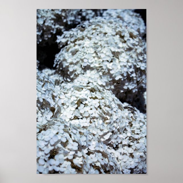 White Hydrangeas i Polen Poster (Framsidan)