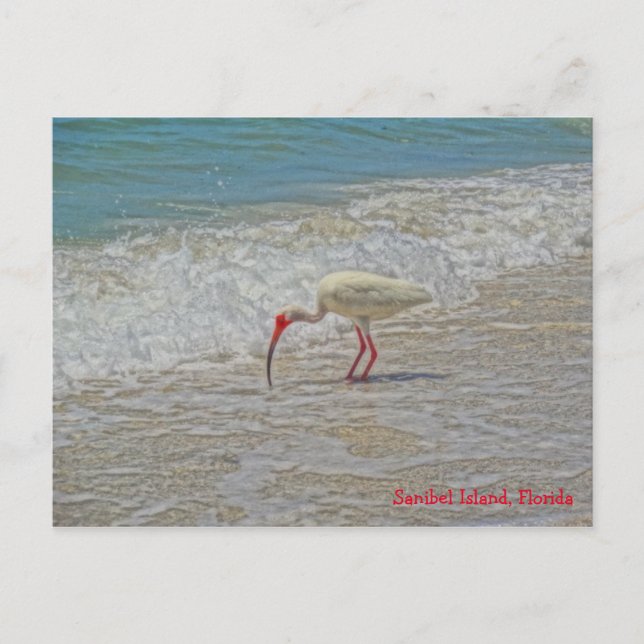 White Ibis Bird on Beach Sanibel Island Florida Vykort (Framsida)