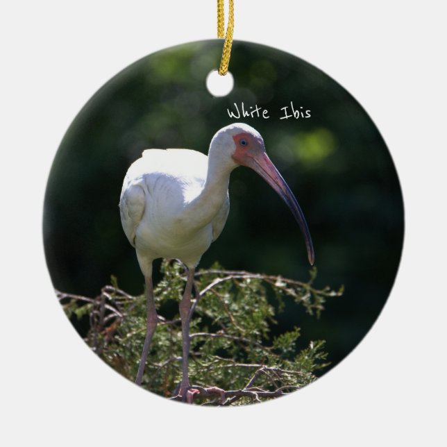 White Ibis Bird Ornament (Framsidan)