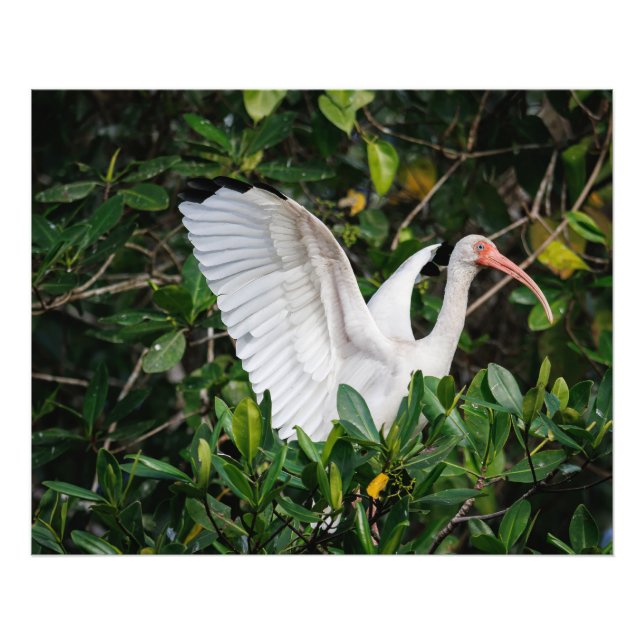 White Ibis Fototryck (Framsidan)
