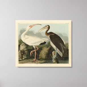 White Ibis - John James Audubon's Birds of America Canvastryck
