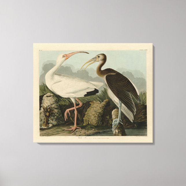 White Ibis - John James Audubon's Birds of America Canvastryck (Framsida)