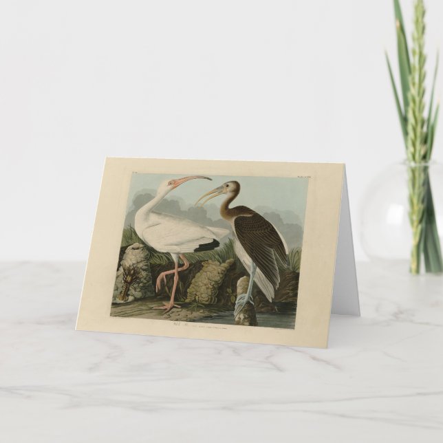White Ibis - John James Audubon's Birds of America Kort (Framsida)