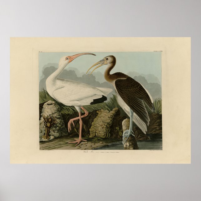 White Ibis - John James Audubon's Birds of America Poster (Framsidan)