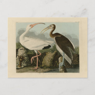 White Ibis - John James Audubon's Birds of America Vykort