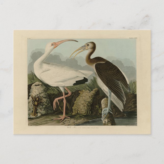 White Ibis - John James Audubon's Birds of America Vykort (Framsida)