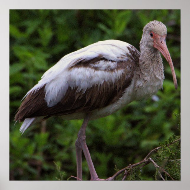 White Ibis Juvenile Poster (Framsidan)