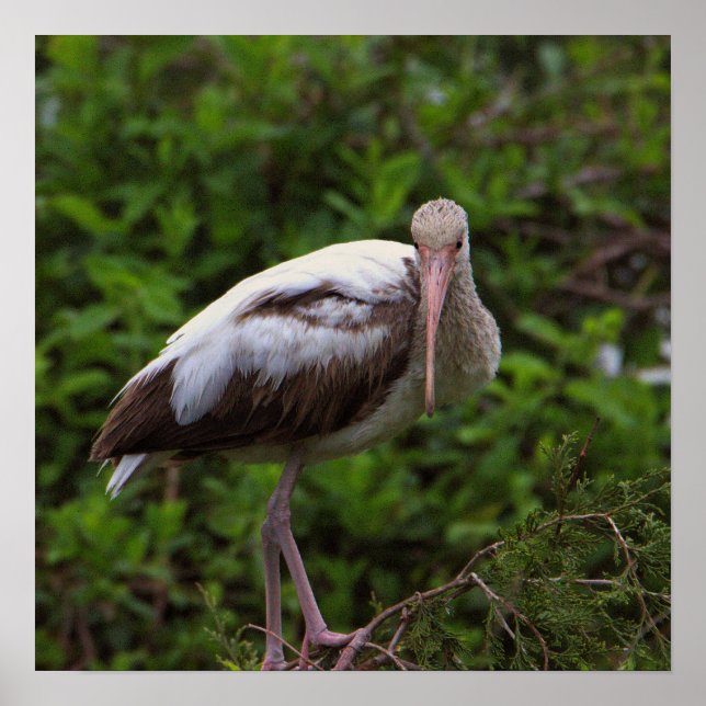 White Ibis Juvenile Poster (Framsidan)