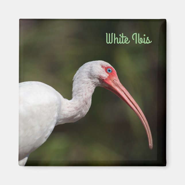 White Ibis Magnet (Framsidan)