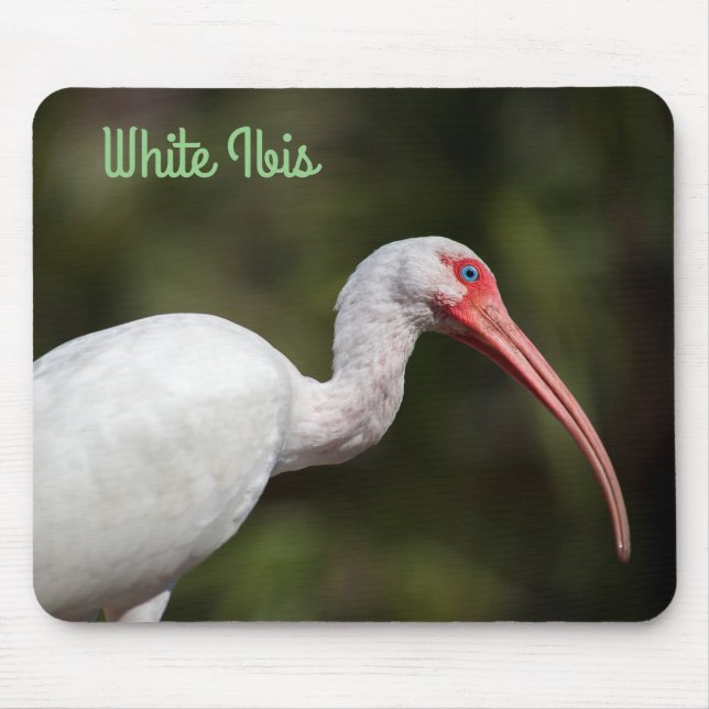 White Ibis Musmatta (Framsidan)
