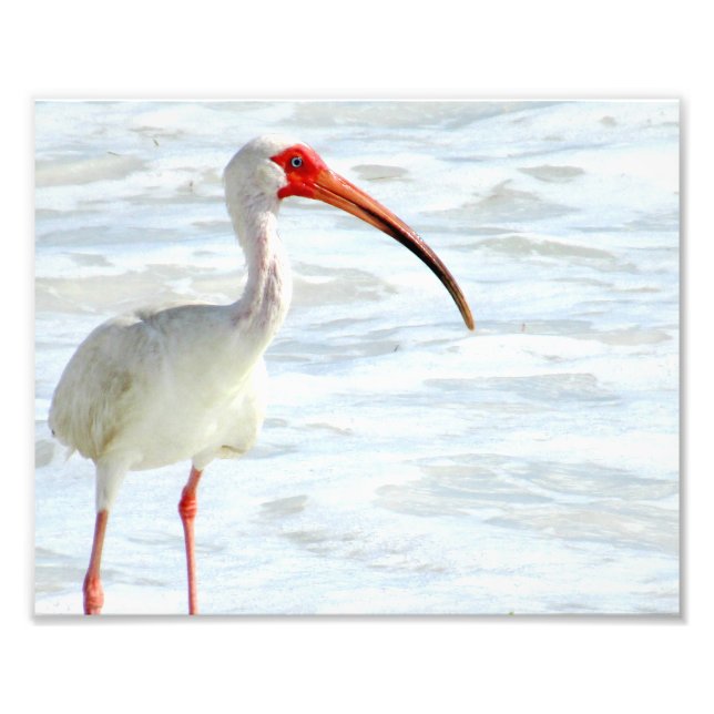 White Ibis on Beach Fototryck (Framsidan)