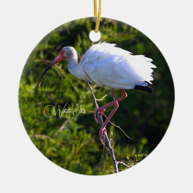 White Ibis Ornament (Framsidan)