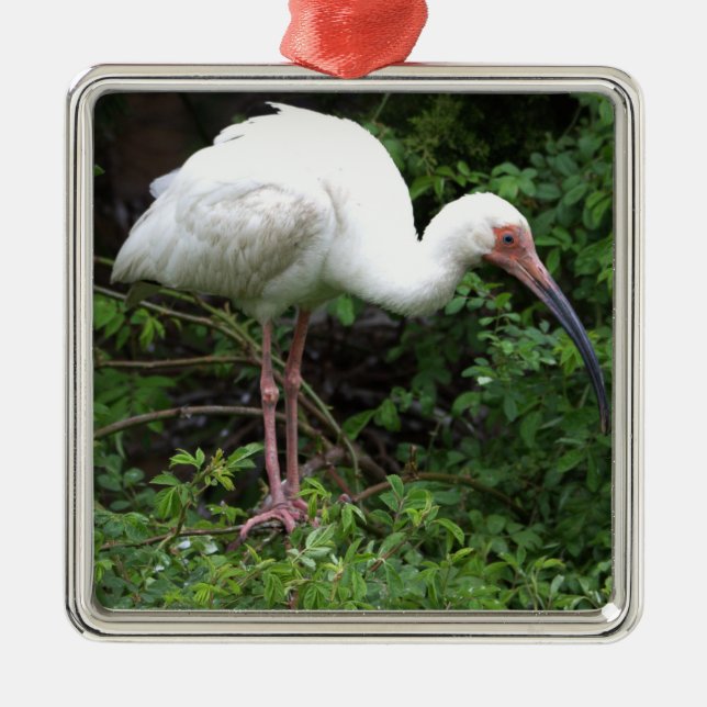 White Ibis Photo Ornament (Framsidan)
