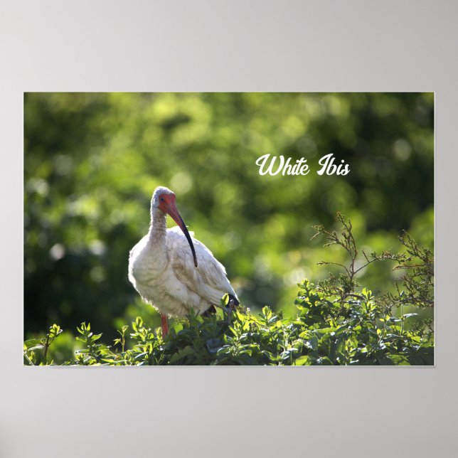 White Ibis Poster (Framsidan)