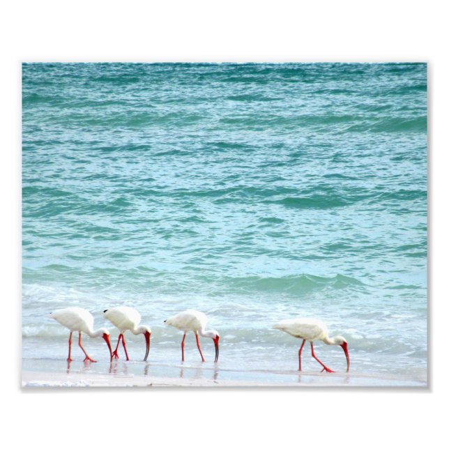 White Ibis Shorebird Walking on the Beach Fototryck (Framsidan)
