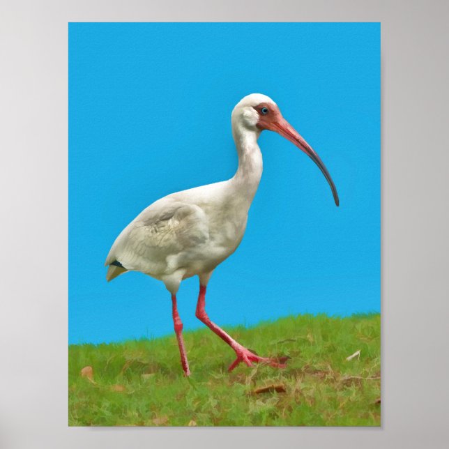 White Ibis-utskrift Poster (Framsidan)