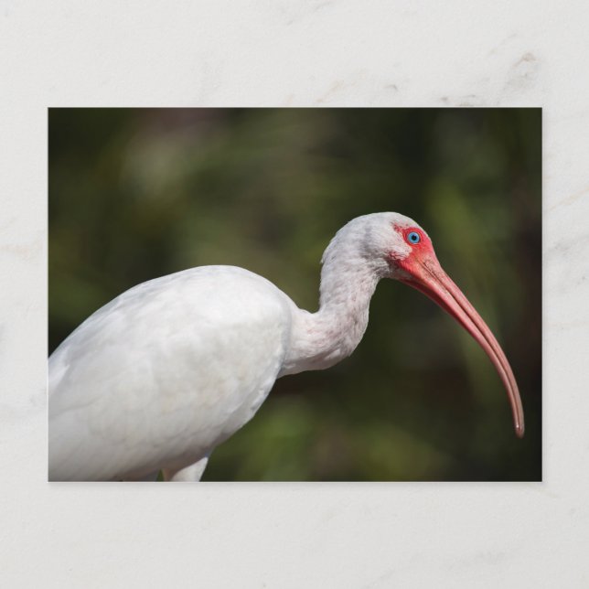 White Ibis Vykort (Framsida)