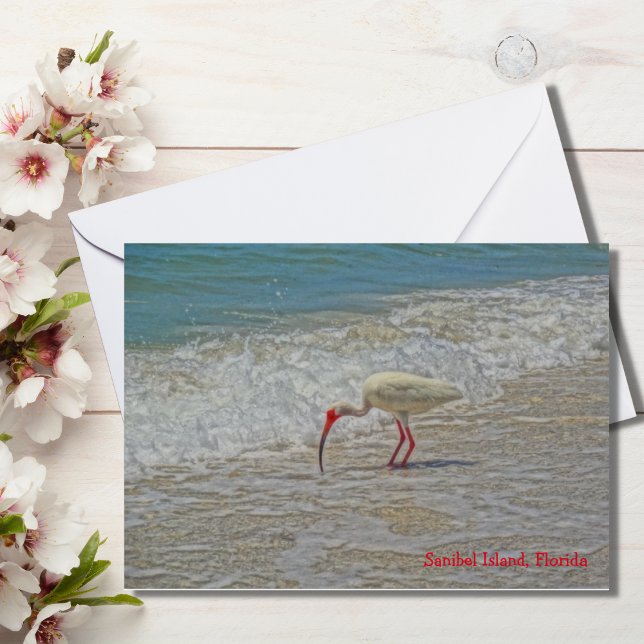 White Ibis Wading Bird on Sanibel Island Florida OBS Kort (Skapare uppladdad)