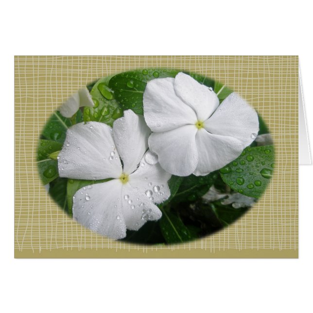 White Impatiens Flowers Hälsningskort (Framsidan Horizontal)