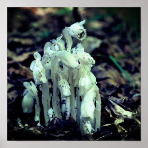 White Indian Pipe Ghost Flower Wildblommor Poster