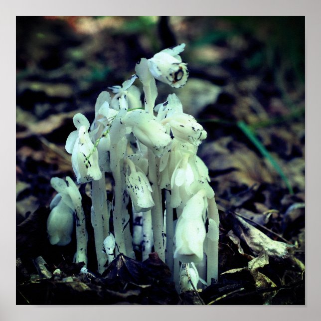 White Indian Pipe Ghost Flower Wildblommor Poster (Framsidan)