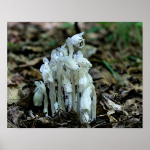 White Indian Pipe Ghost Flower Wildblommor Poster