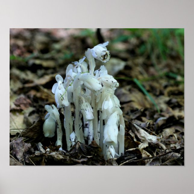 White Indian Pipe Ghost Flower Wildblommor Poster (Framsidan)