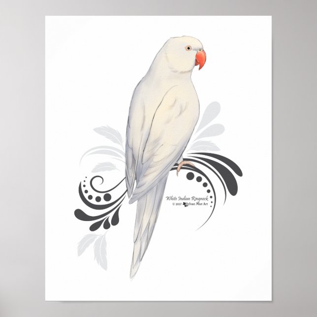 White Indian RingnackParrot Poster (Framsidan)