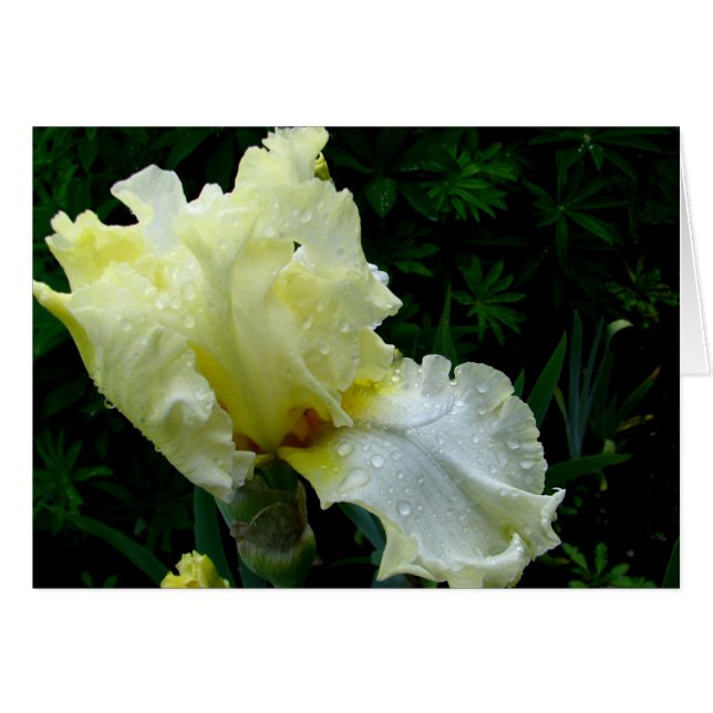 White Iris Hälsningskort (Framsidan Horizontal)