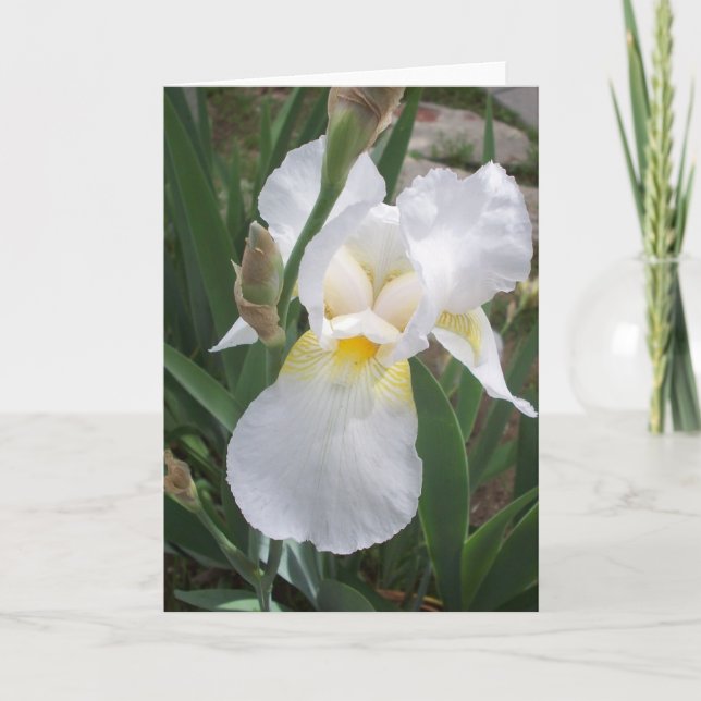 White Iris Kort (Framsida)