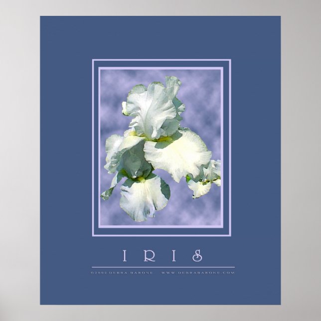 White Iris Poster (Framsidan)