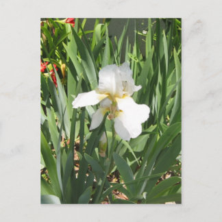 White Iris Vykort