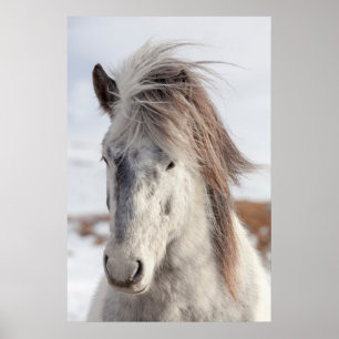 White Islands Horse Headshot Poster