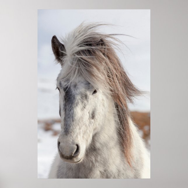 White Islands Horse Headshot Poster (Framsidan)