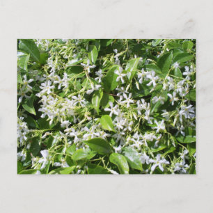 White Jasmine Flowers Vykort