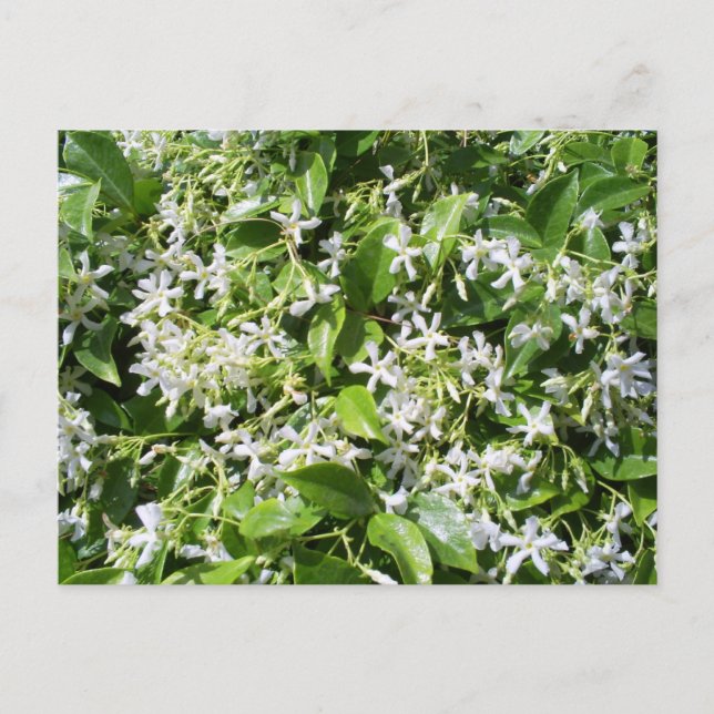 White Jasmine Flowers Vykort (Framsida)