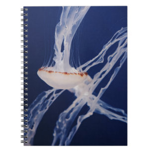 WHITE JELLY FISH ANTECKNINGSBOK