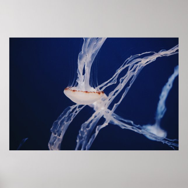 WHITE JELLY FISH POSTER (Framsidan)
