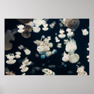 WHITE JELLYFISH UNDERVATTEN PHOTO POSTER
