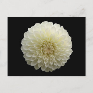 White Jomanda (Dahlia) Vykort