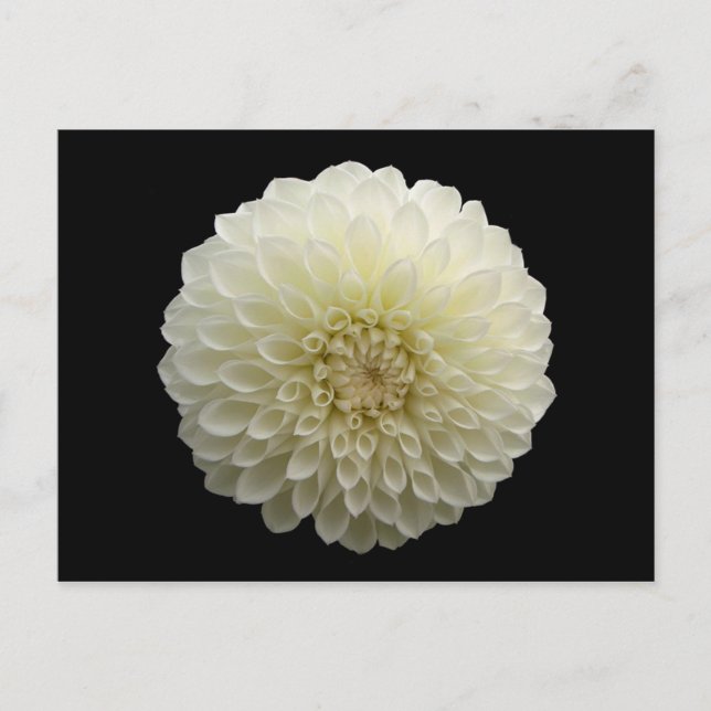 White Jomanda (Dahlia) Vykort (Framsida)