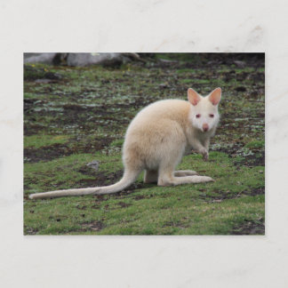 White Kangaroo Vykort