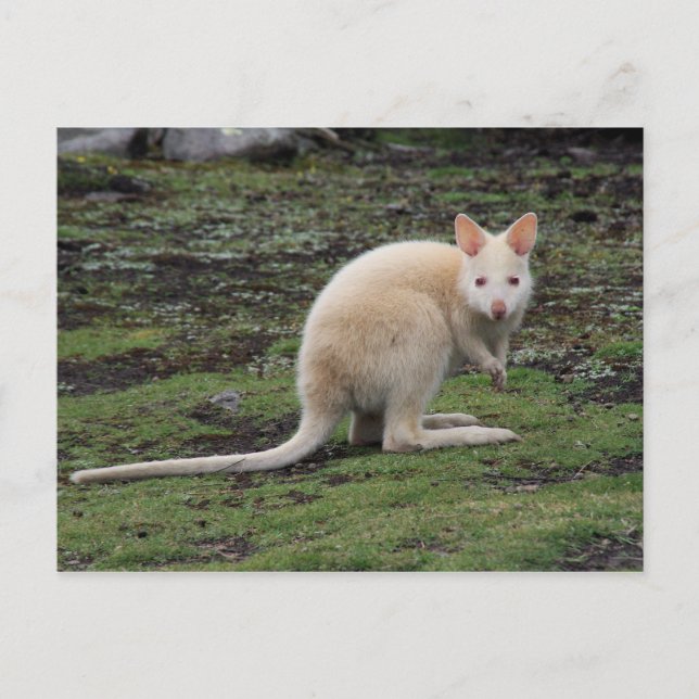 White Kangaroo Vykort (Framsida)