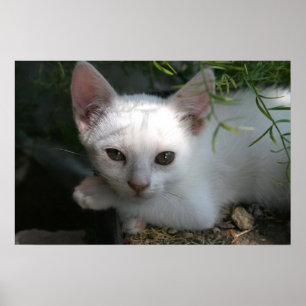 White kattunge poster