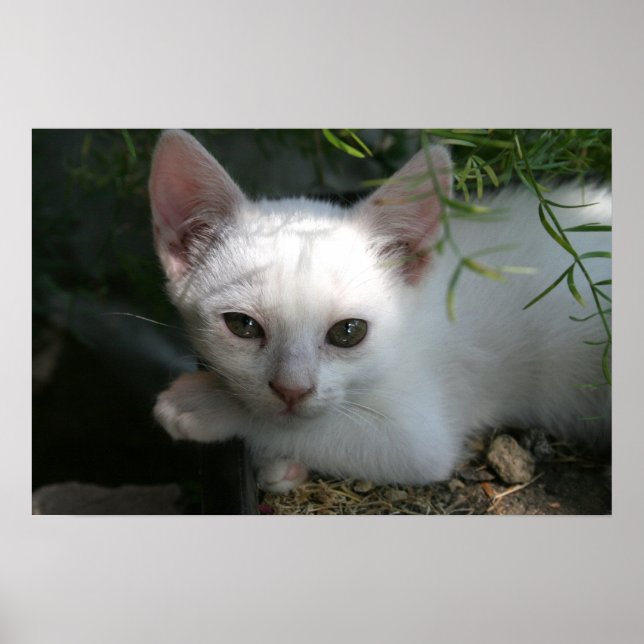 White kattunge poster (Framsidan)